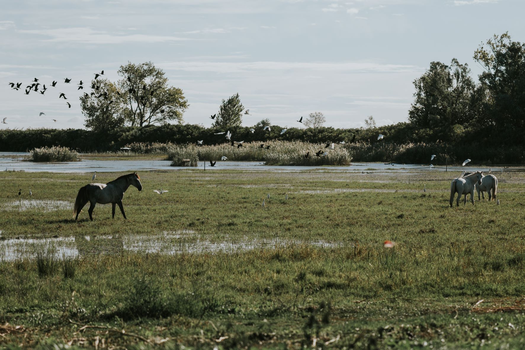 Chevaux dans le marais