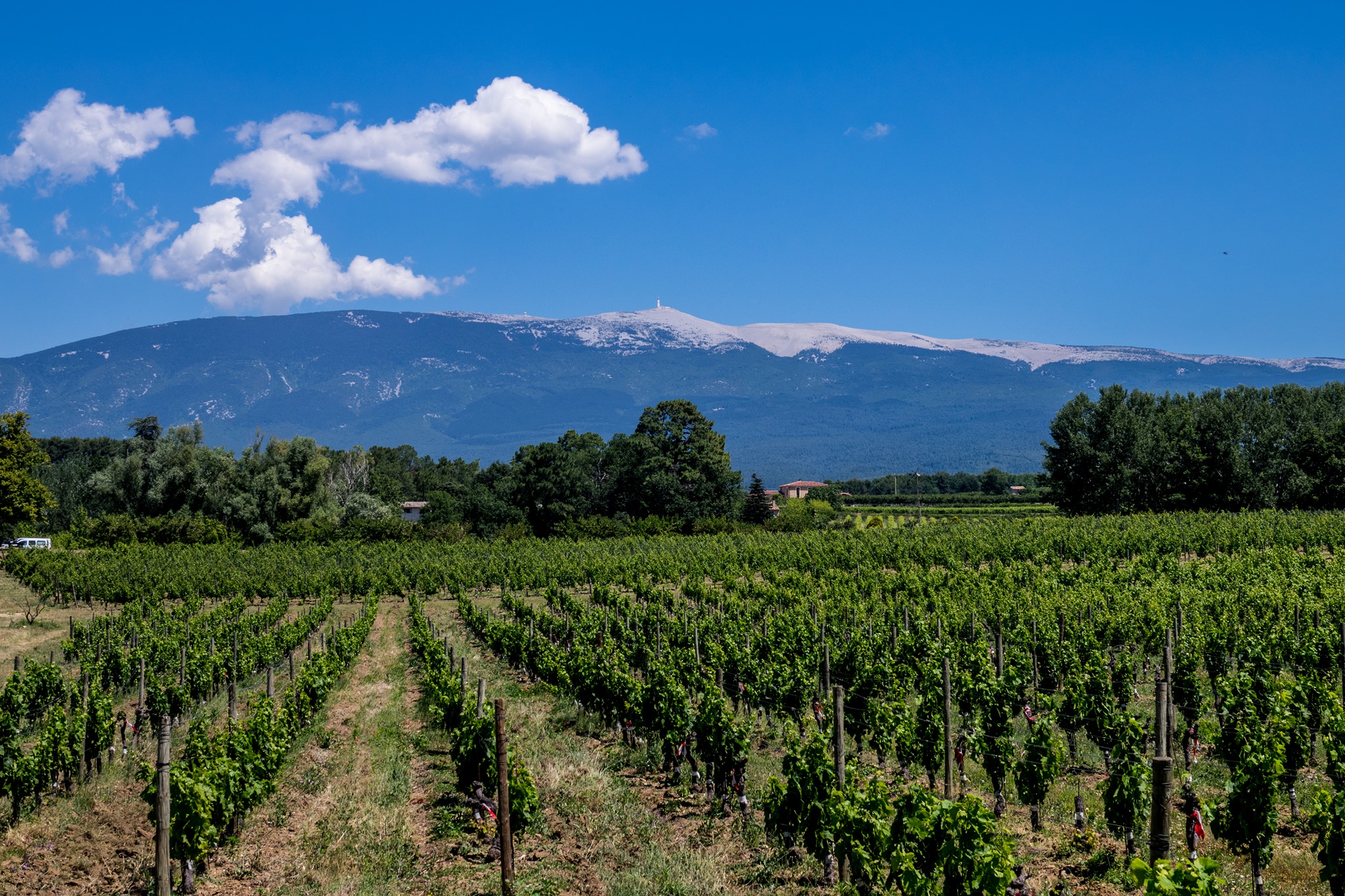 Vignoble LESCHANCEL