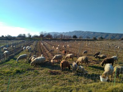 Domaine Vitori - Pourrières