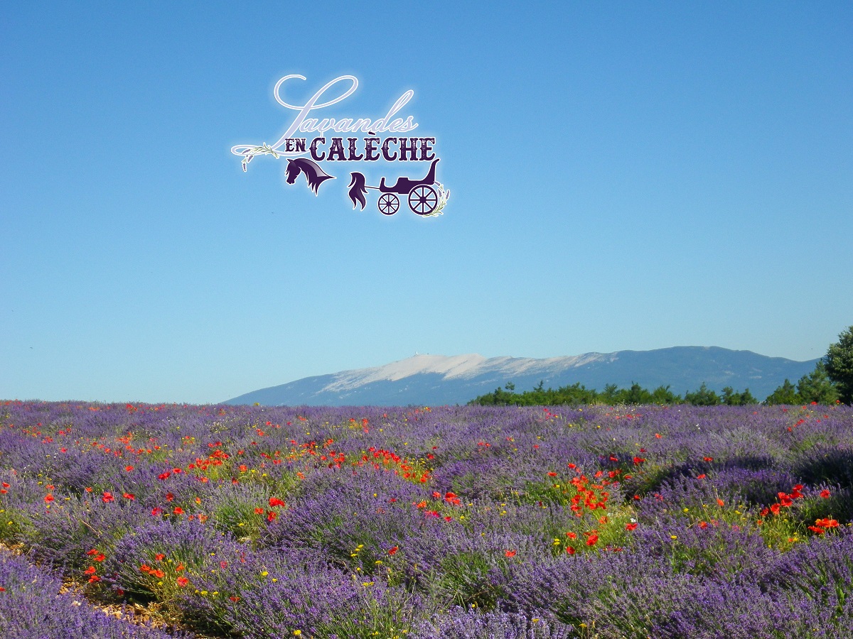 Lavandes en calèche