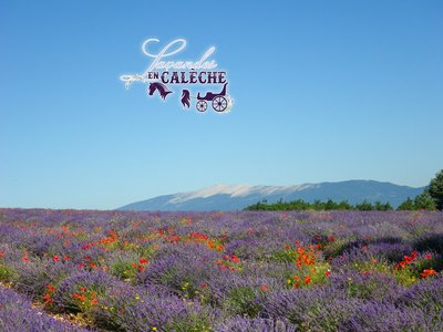 Lavandes en calèche