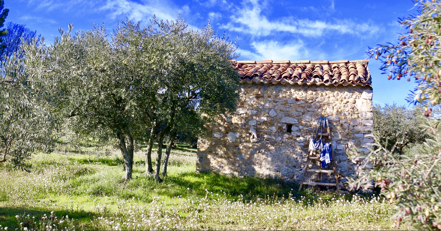 l'olive enchantée du Verdon