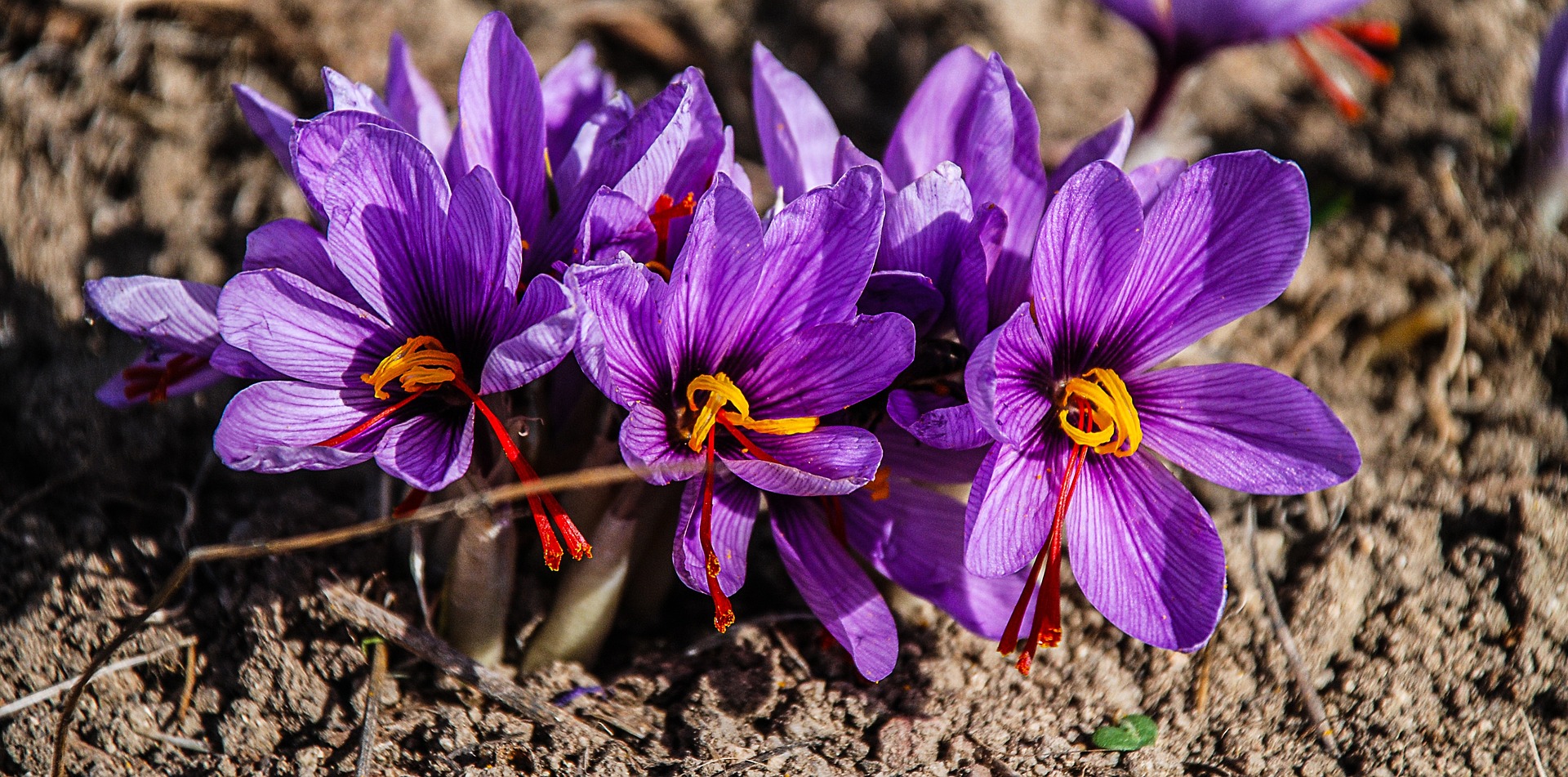 Safran en fleur
