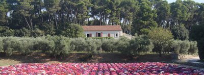 Moulin du Calanquet à Saint-Rémy-de-Provence
