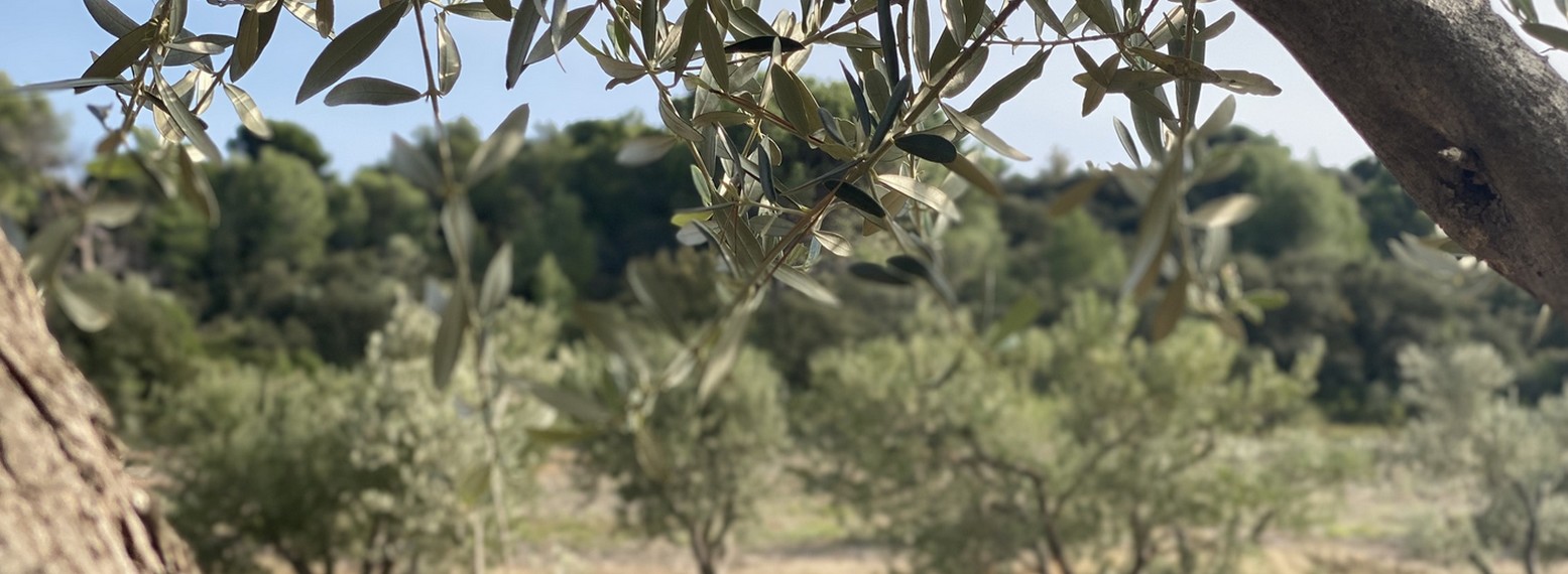 Domaine du Temps Perdu à Mouriès