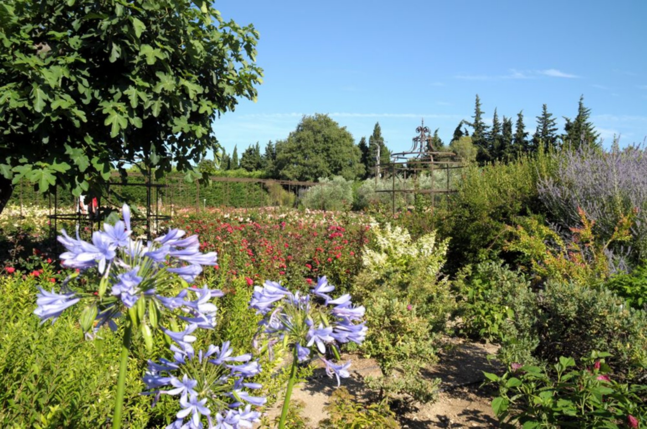 Jardin_dalcinoos