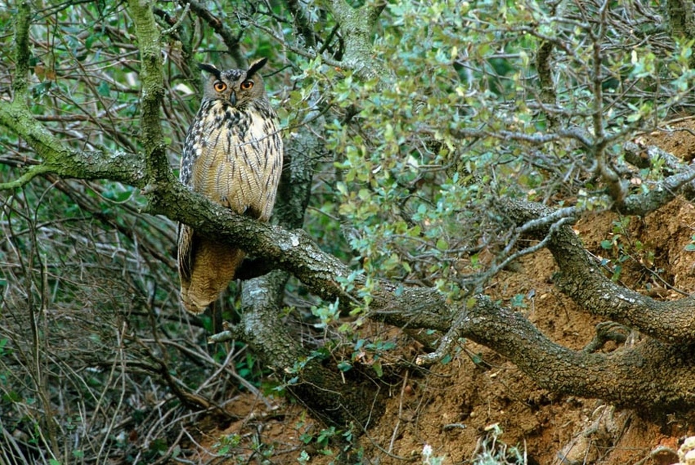 Bureau des guides naturalistes