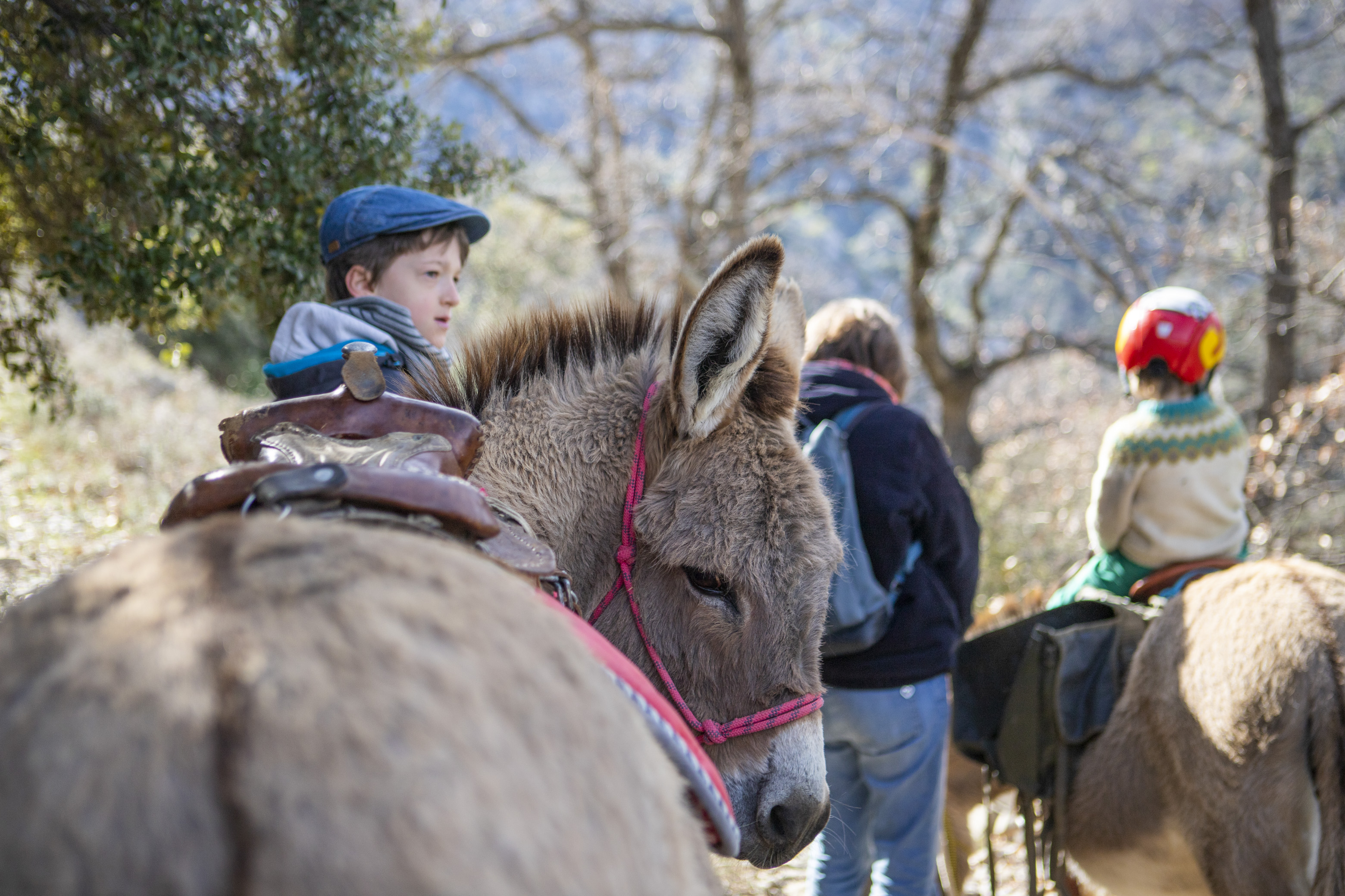 Balade avec les ânes