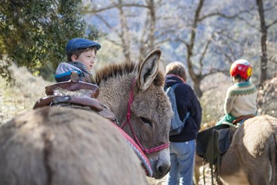 Balade avec les ânes