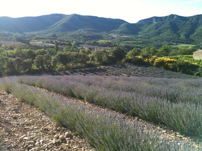 Lavande