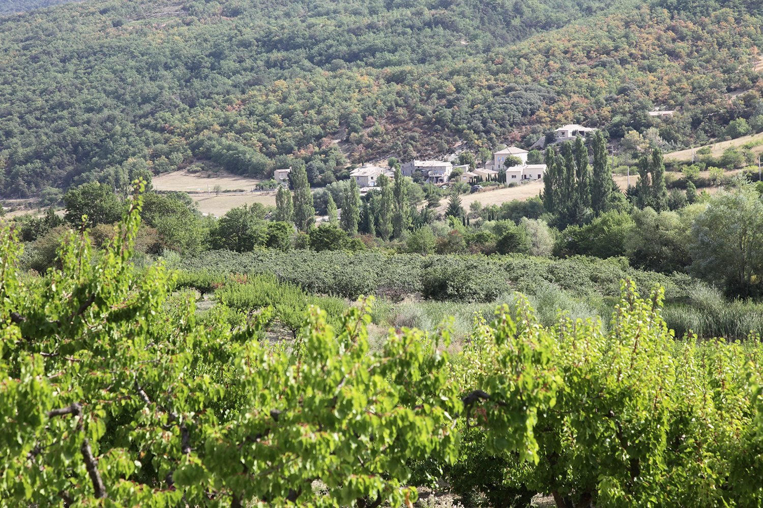 Chateauneuf de Bordette