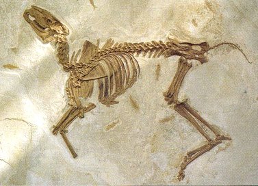 Bachitherium