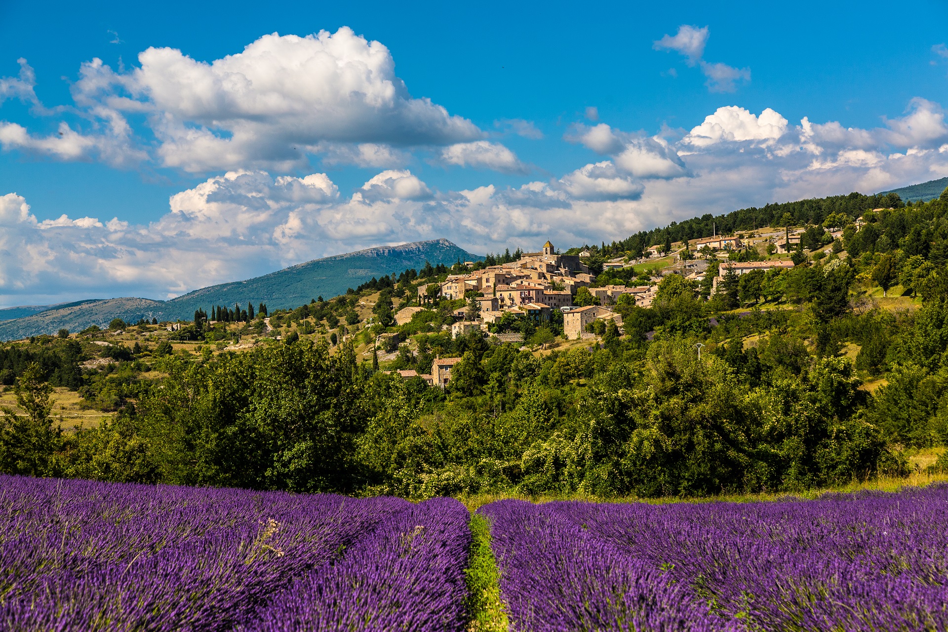 Le village d'Aurel_lavandes