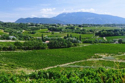 Une jolie vue sur le Mont Ventoux, de notre boutique.