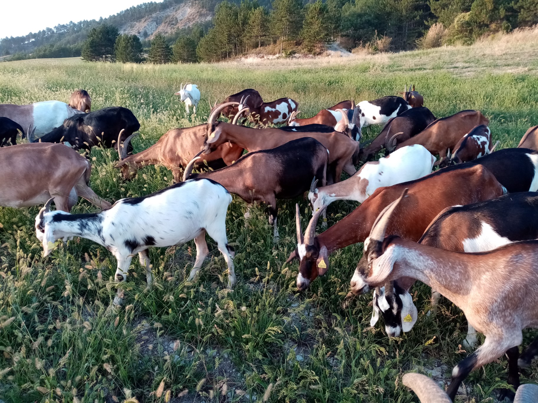 La Ferme de Coucou_Arpavon