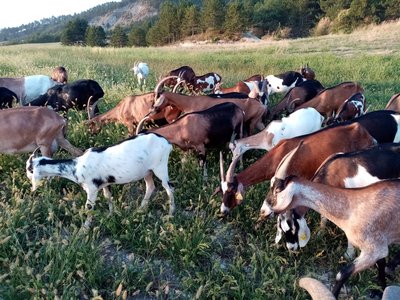 La Ferme de Coucou_Arpavon