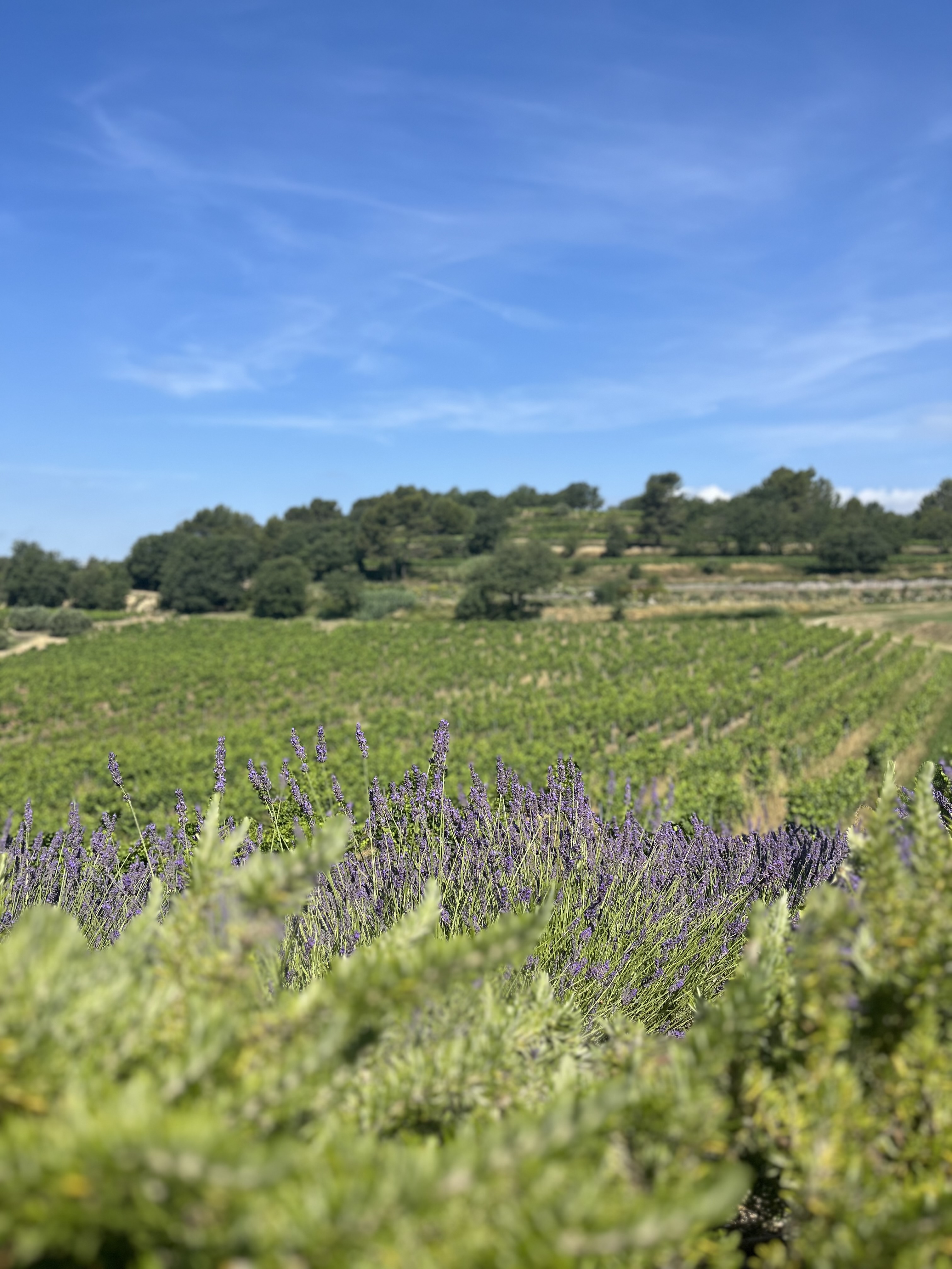 Grenache du Puits