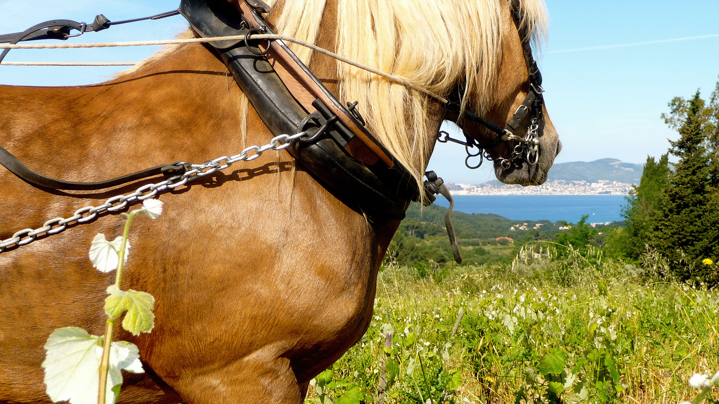 Labour à cheval