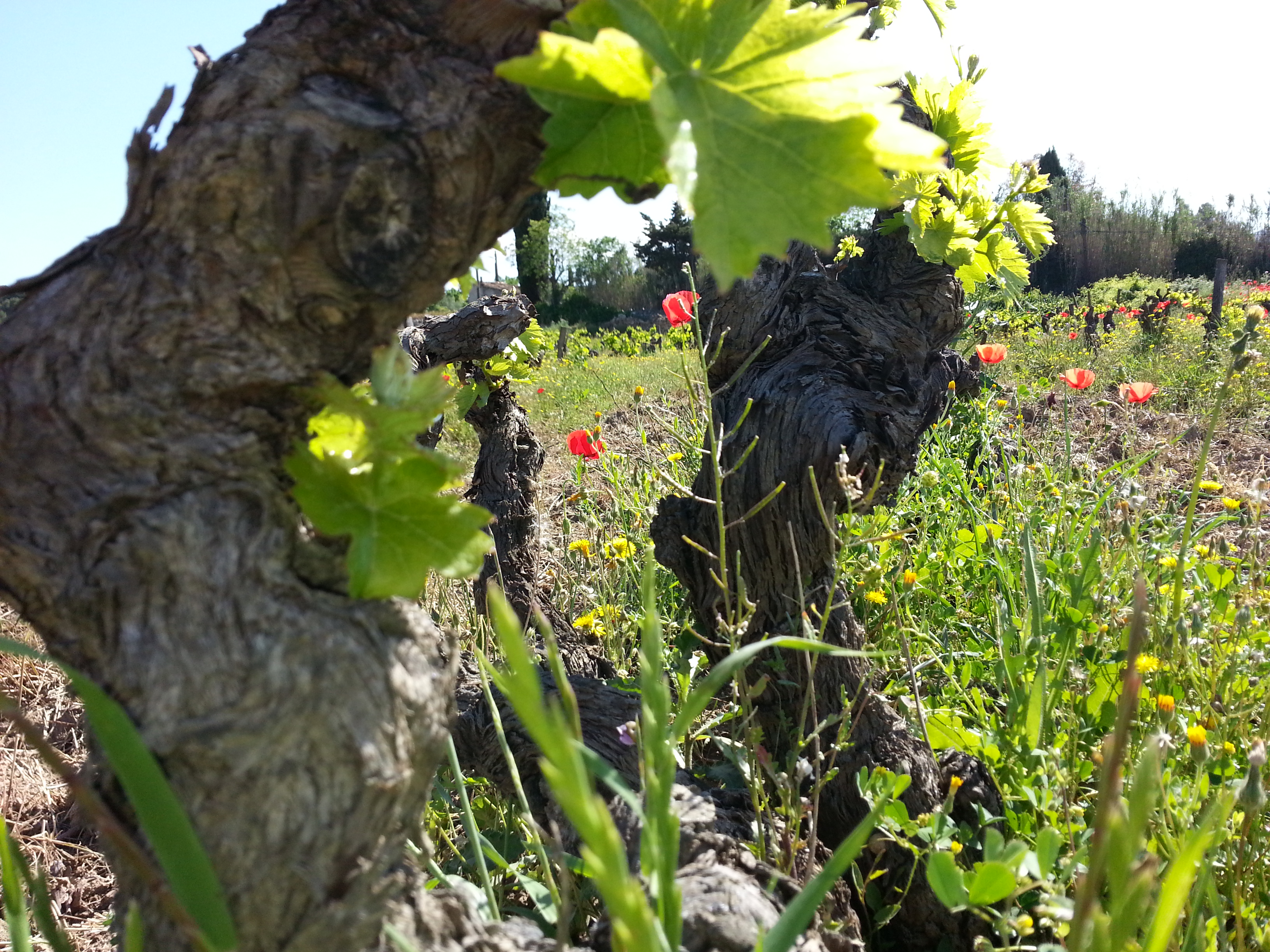 Cèpe de vigne