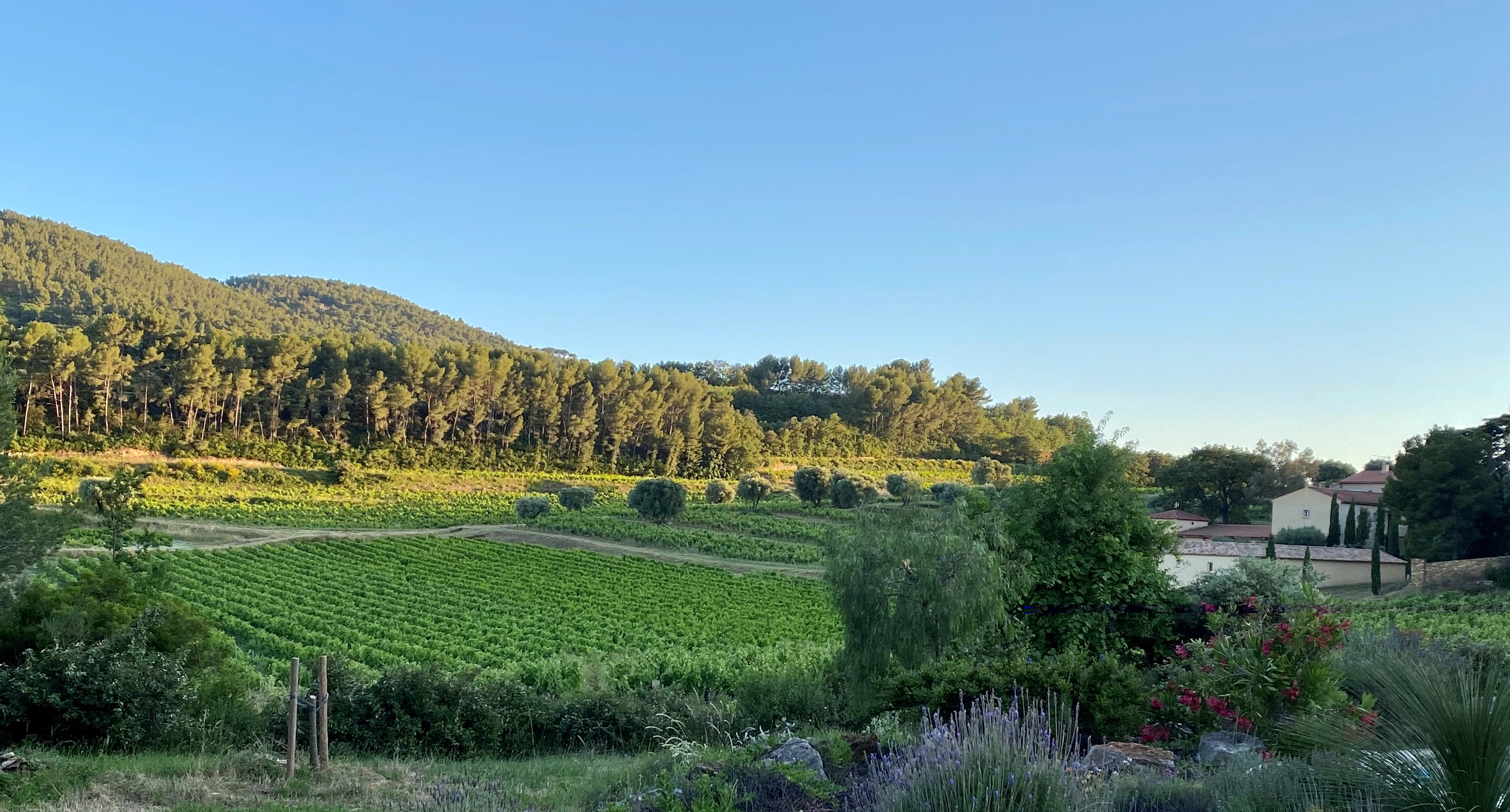 Vignoble