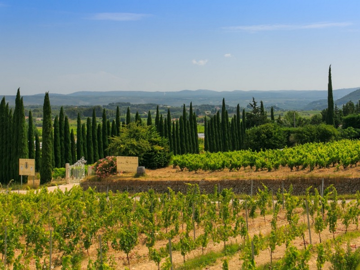 Vignoble