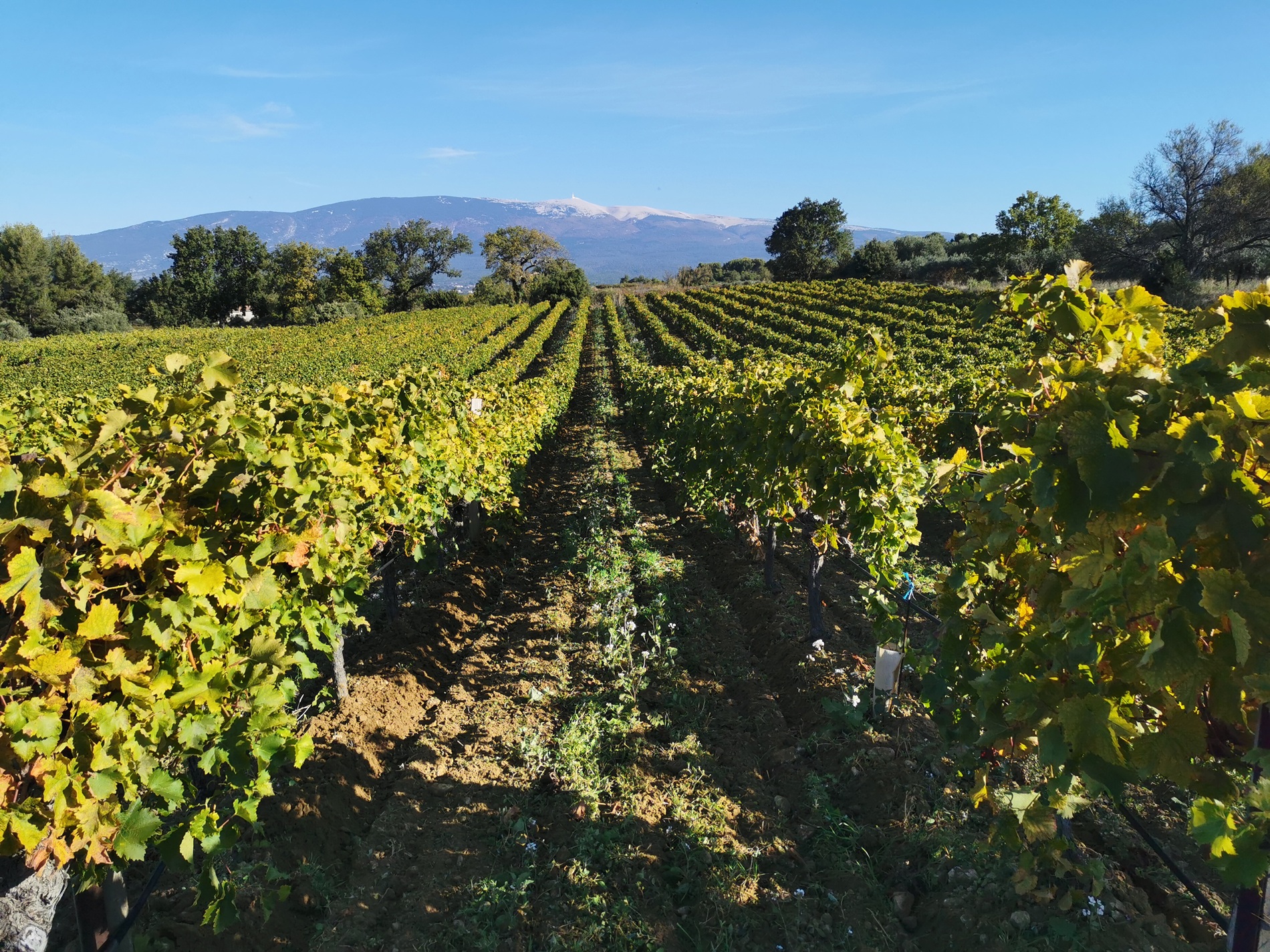 Vignes et Ventoux