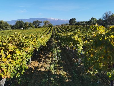 Vignes et Ventoux