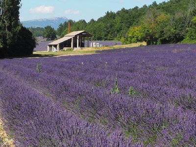 Distillerie du Vallon des Lavandes