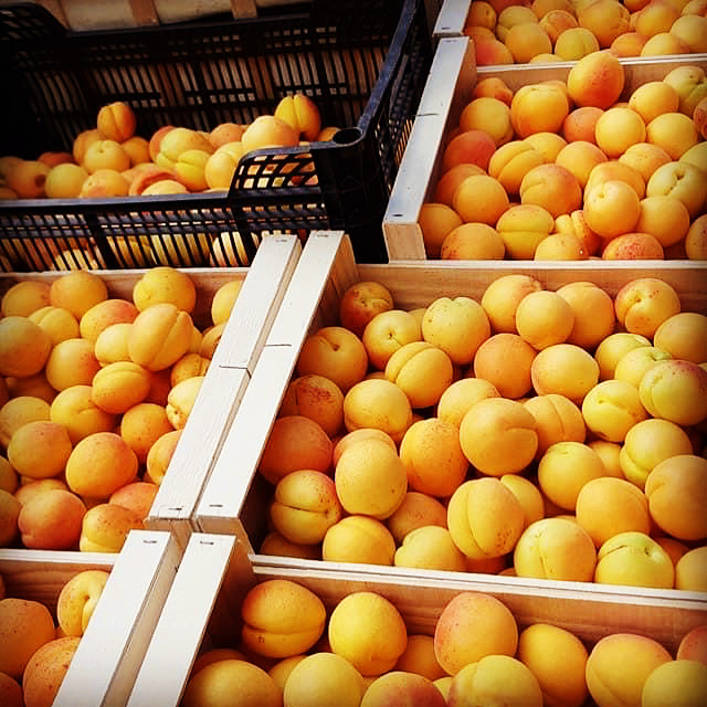 Les abricots du verger