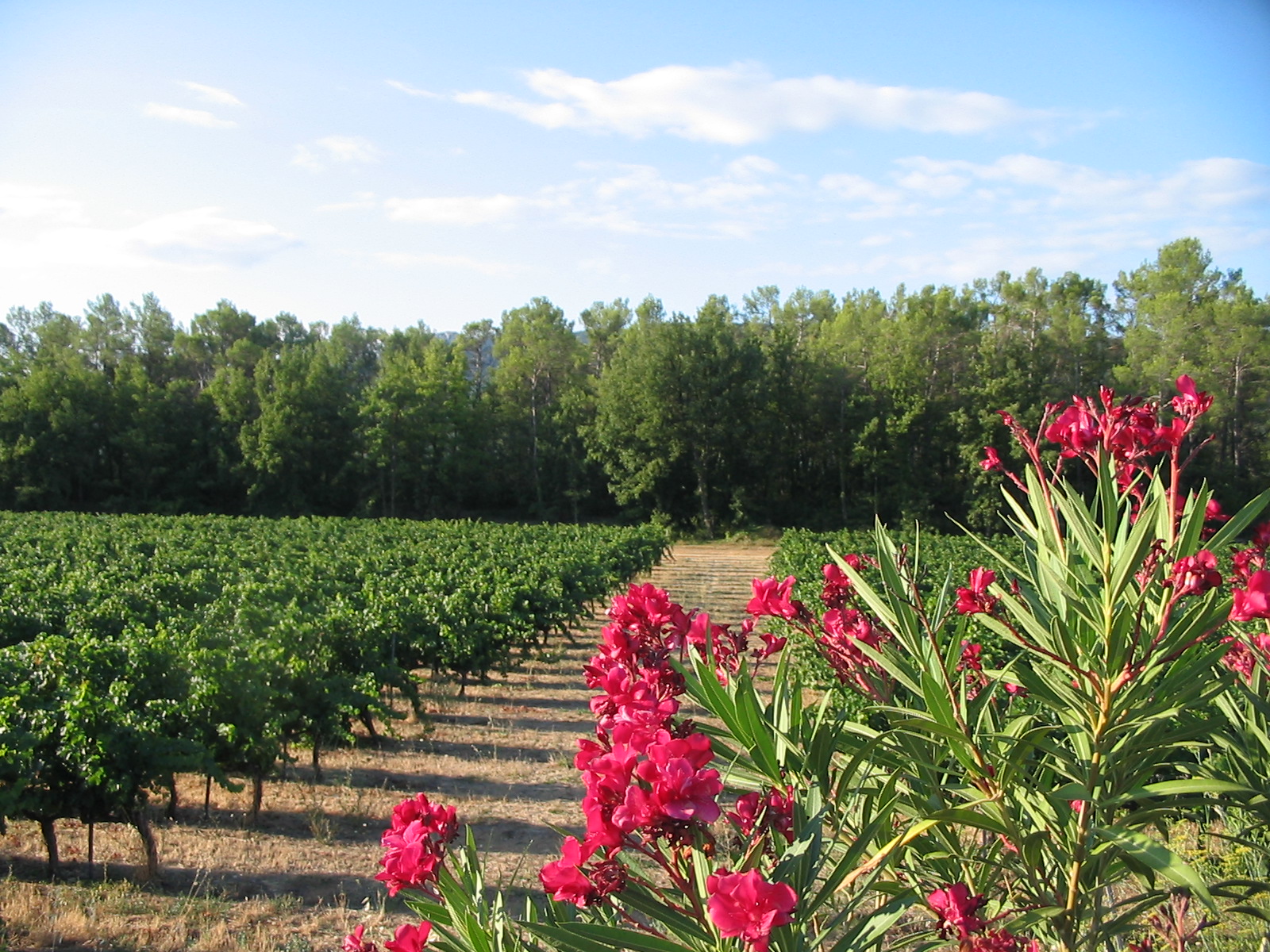Domaine de Ramatuelle - Brignoles