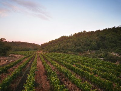 La Grand Vigne - Brignoles