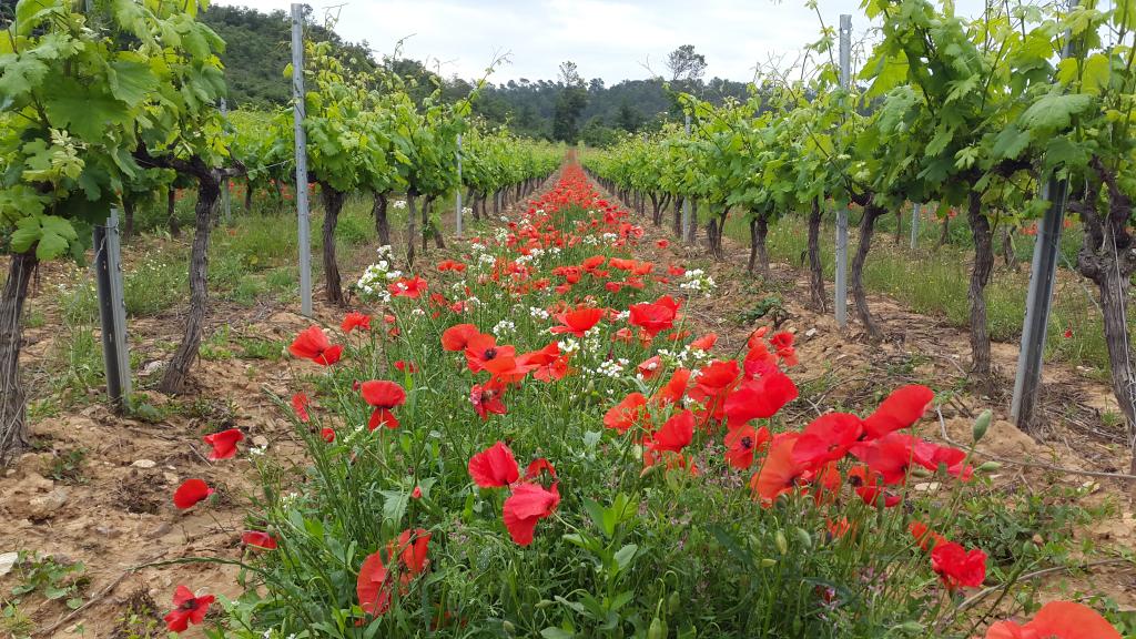 La Grand Vigne - Brignoles