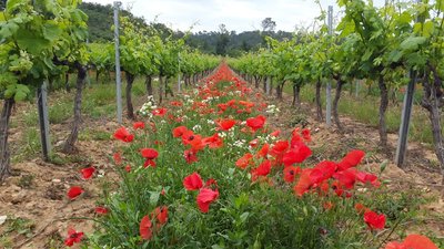 La Grand Vigne - Brignoles