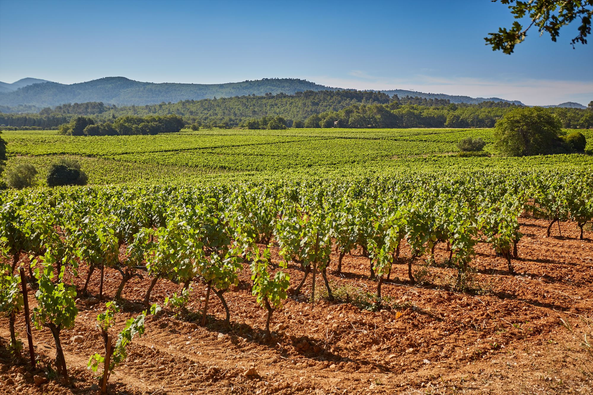 Domaine du Loou - La Roquebrussanne