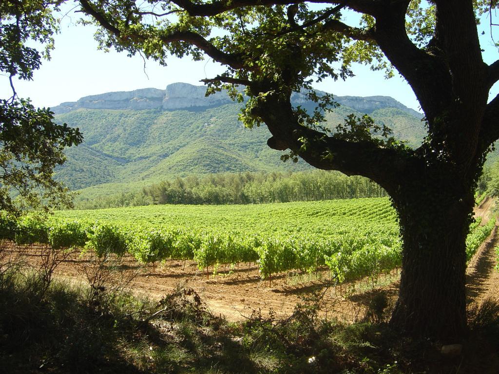 Domaine de Saint Hubert - Pourrières