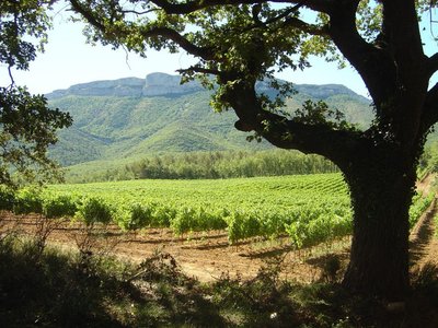 Domaine de Saint Hubert - Pourrières