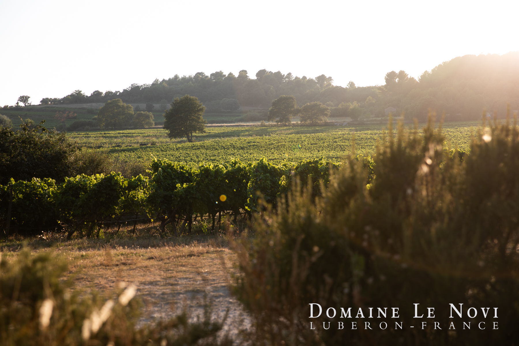 Domaine Le Novi