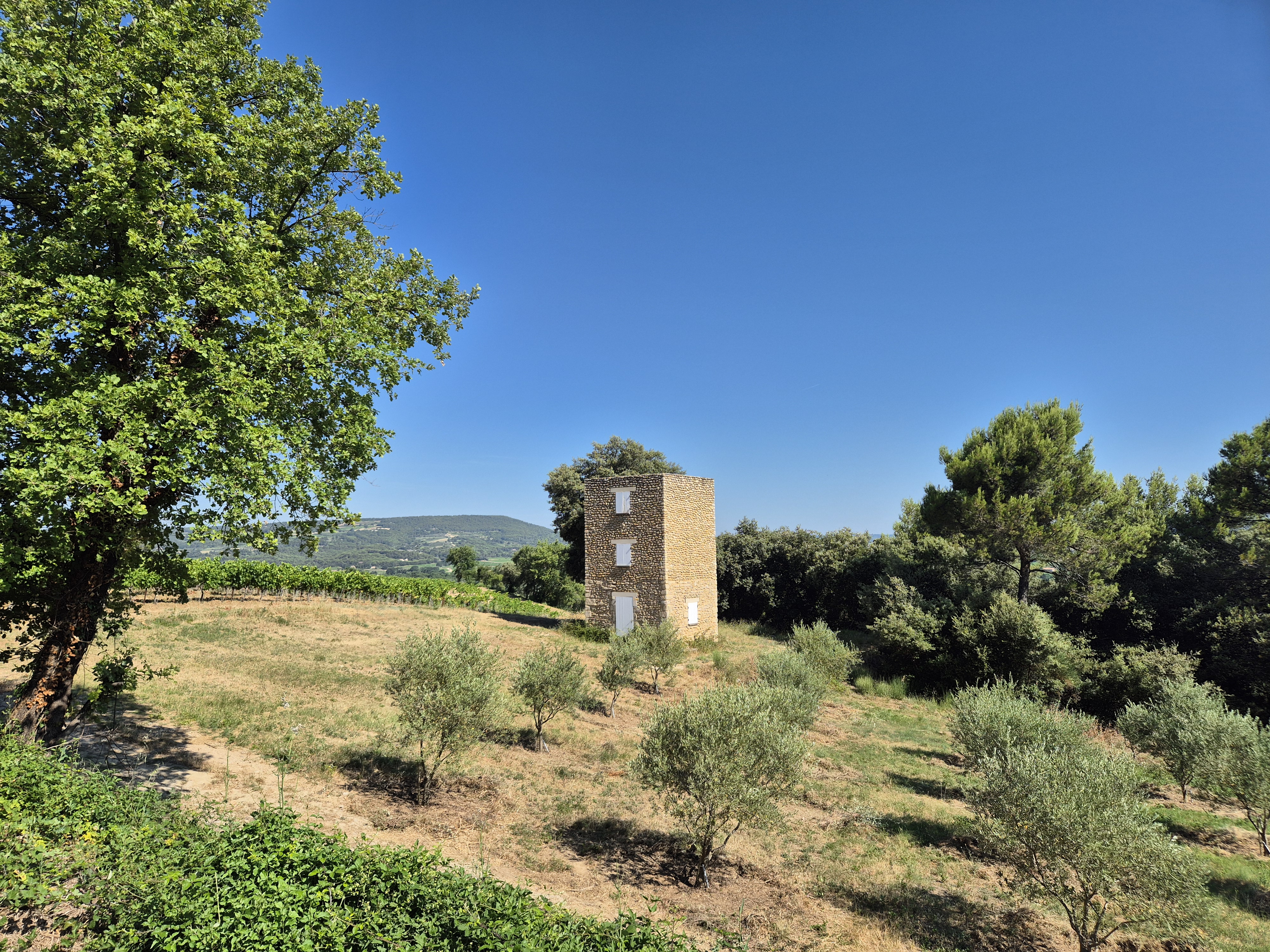 L'oliveraie de la tour
