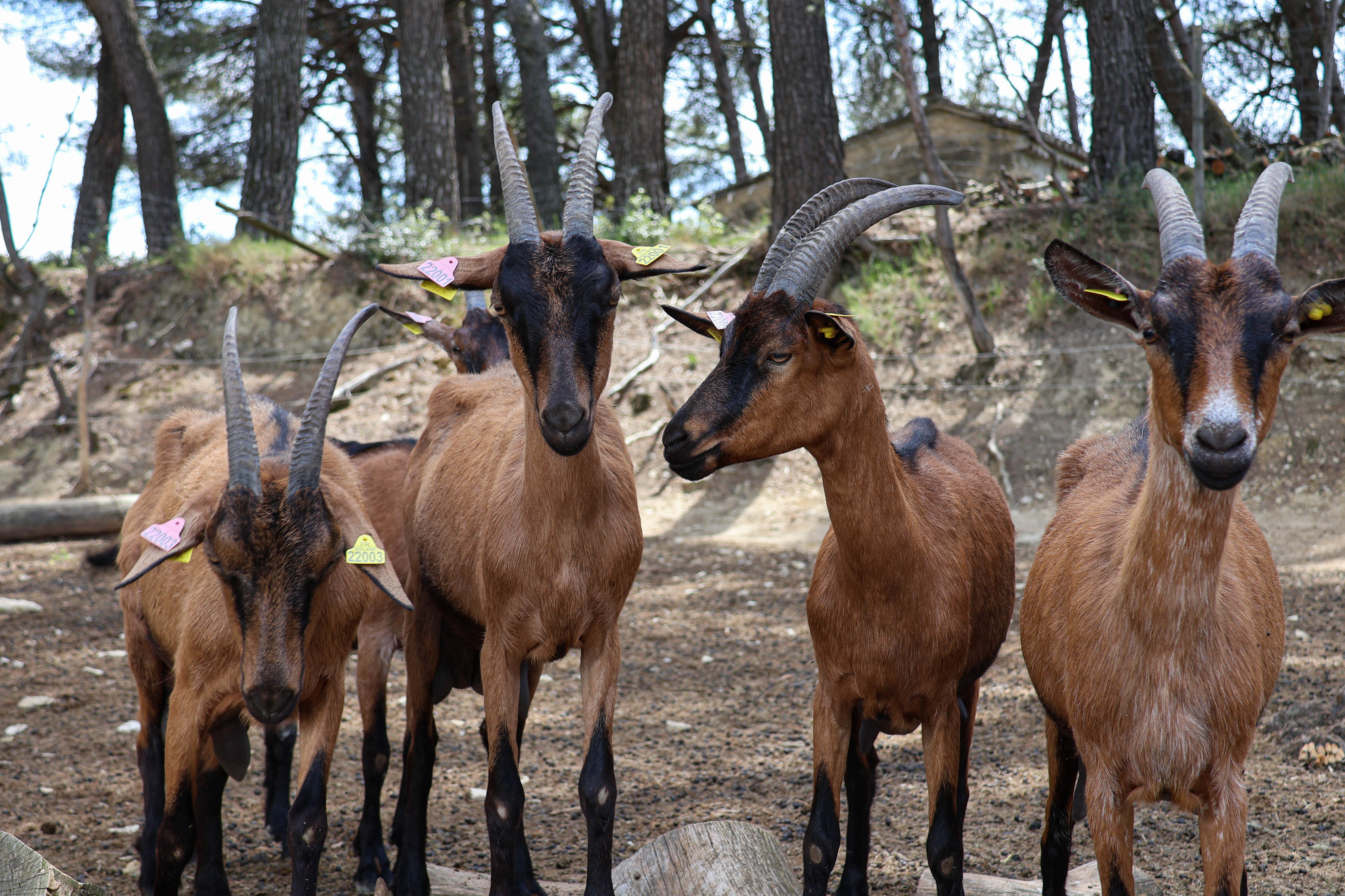 La chèvrerie des fontaines