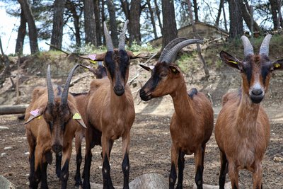La chèvrerie des fontaines