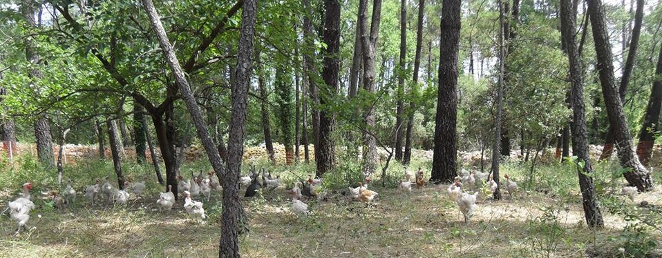 La ferme des galinettes - Brignoles