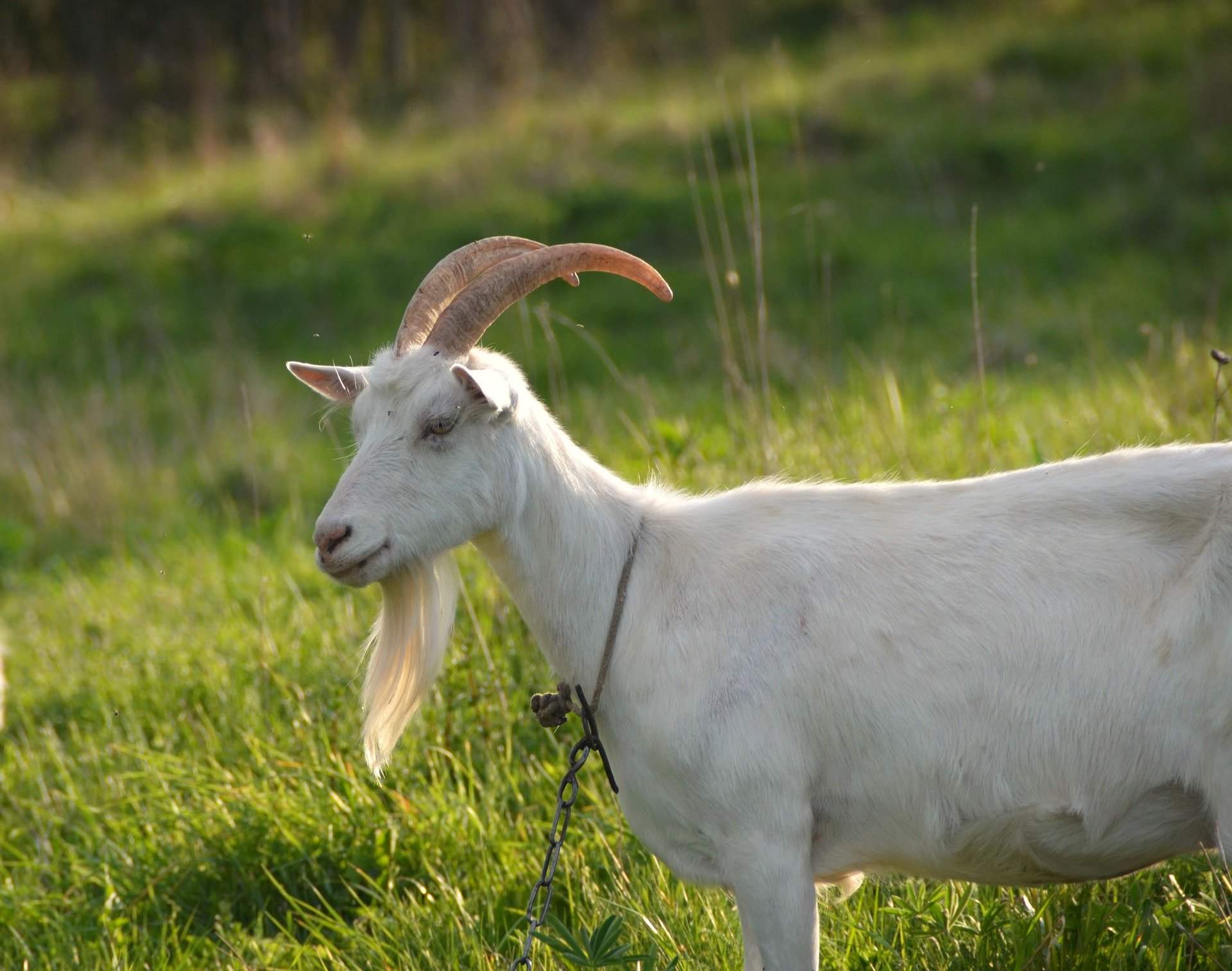 Chèvre