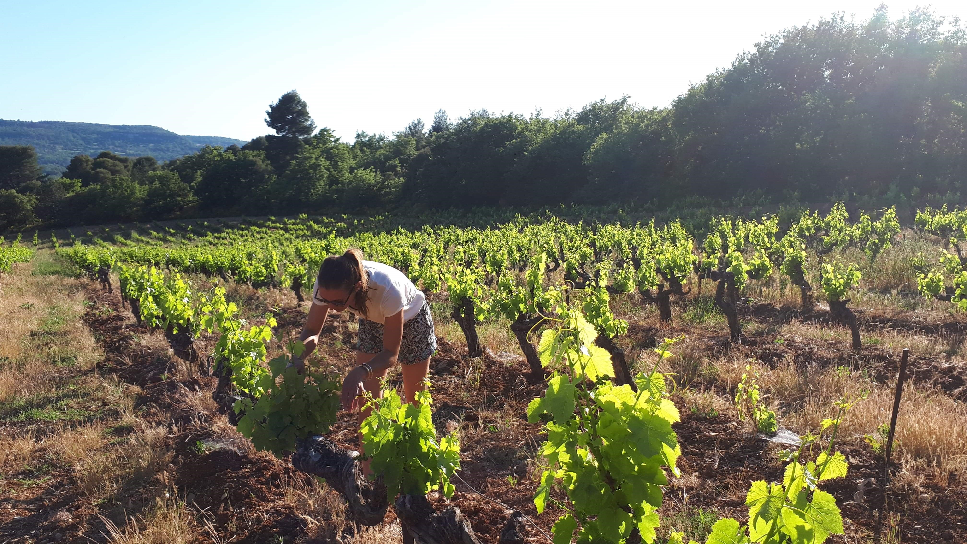 Domaine Hélène Bleuzen