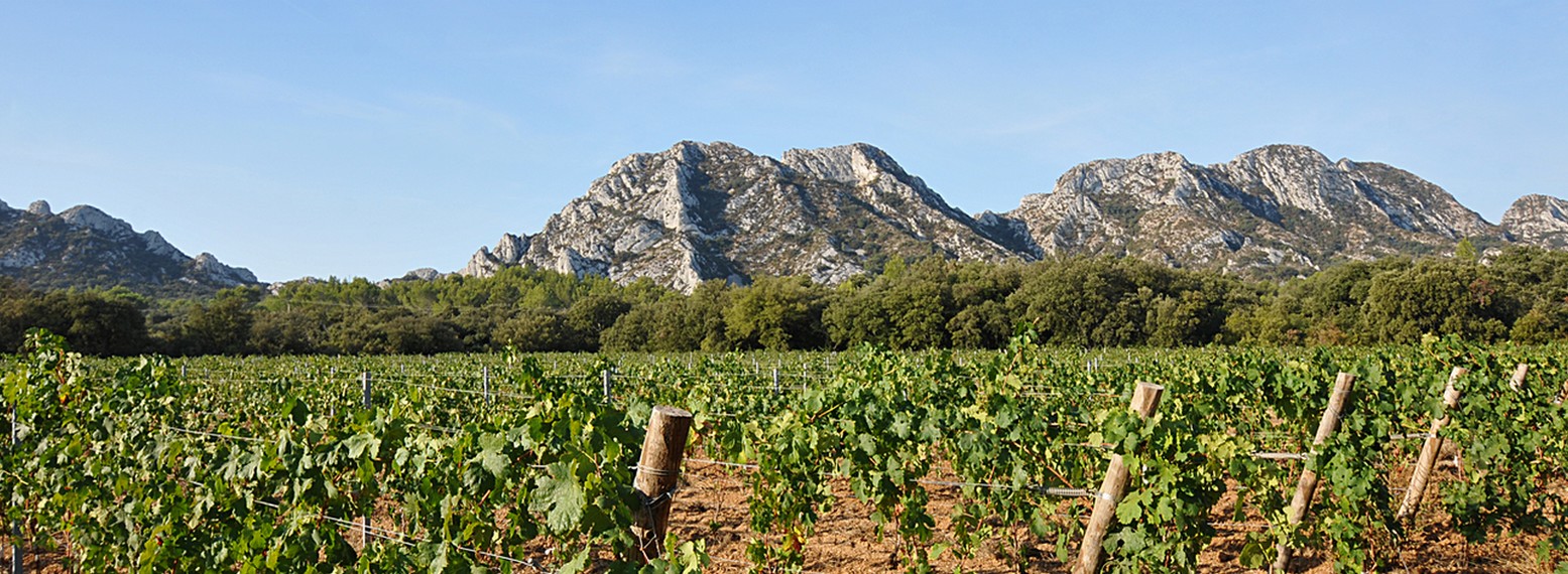 Domaine des Terres Blanches à Saint-Rémy-de-Provence