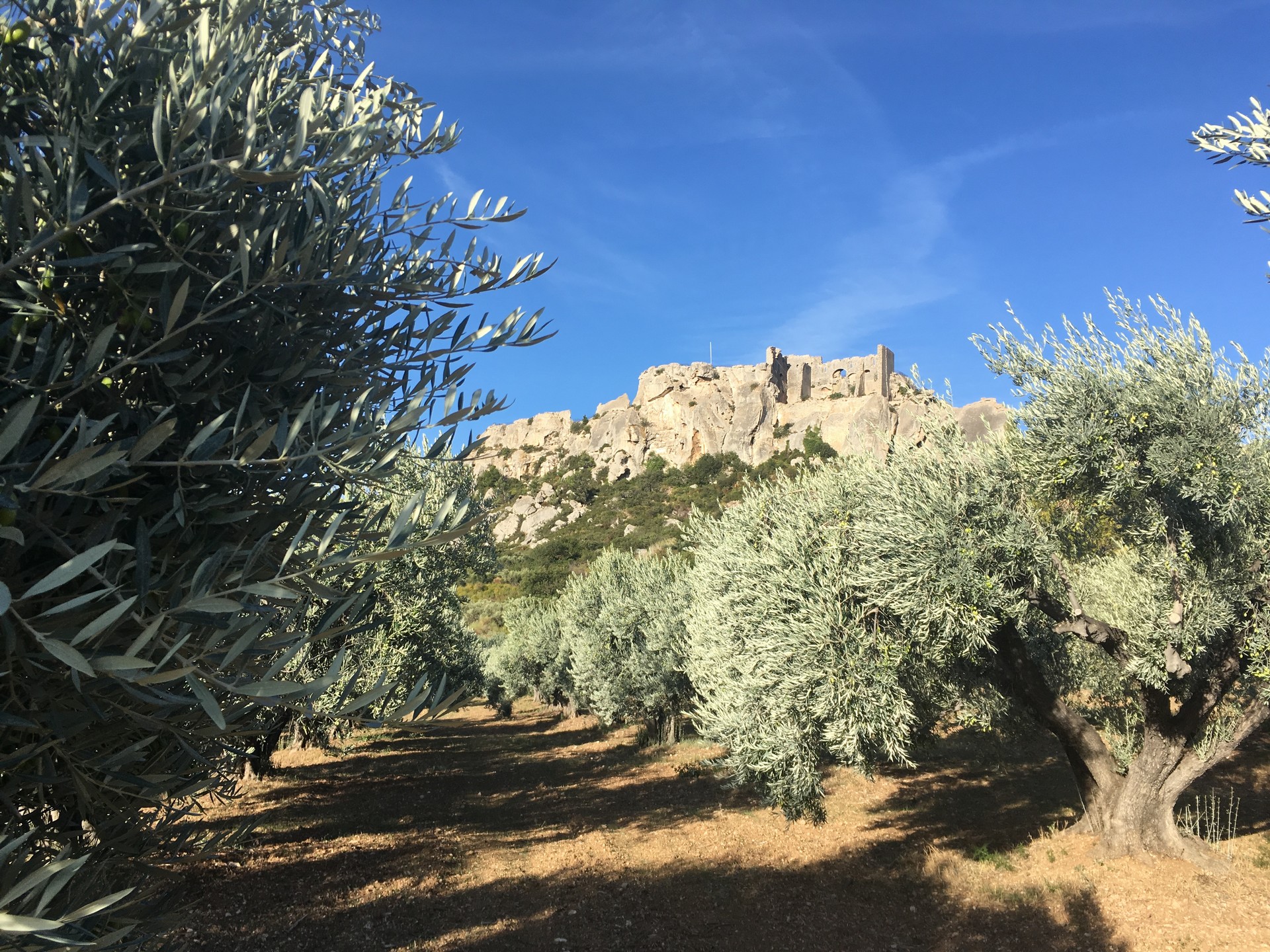 Domaine oléicole Mas de Cayol à Maussane-les-Alpilles