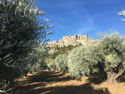 Domaine oléicole Mas de Cayol à Maussane-les-Alpilles