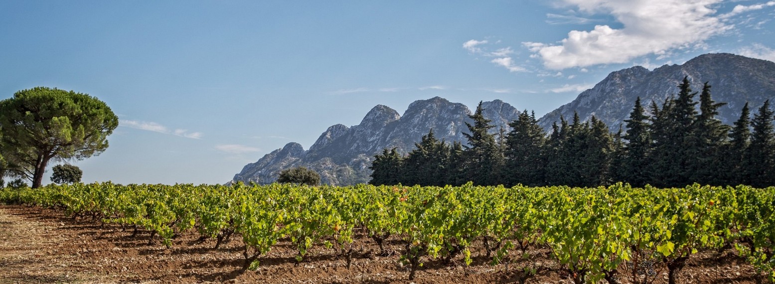 Vignoble Chateau Romanin à Saint-Rémy-de-Provence
