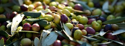 Domaine oléicole L'Olivette à Eygalières