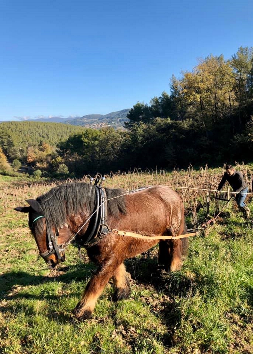 Dans les vignes