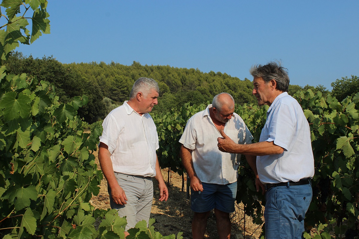 Dans les vignes